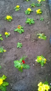 IMG-20160727-WA0047