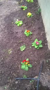 IMG-20160727-WA0048